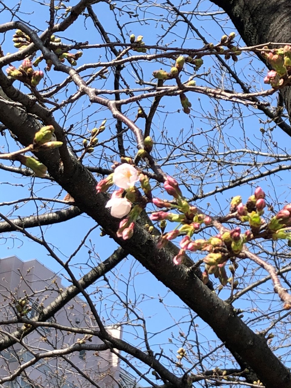色々なかたちで。。。の画像